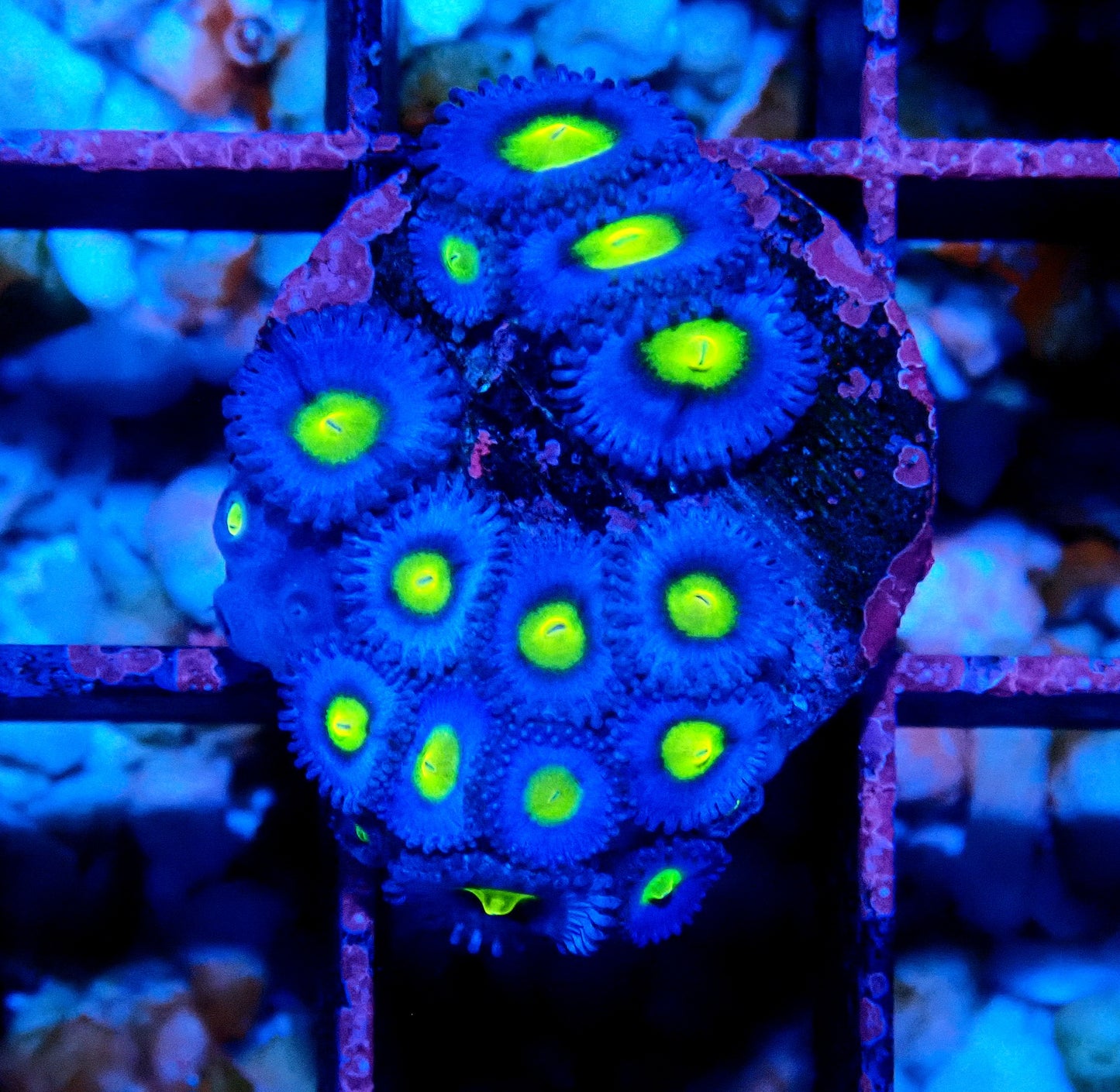 AOI Zoanthid WYSIWYG