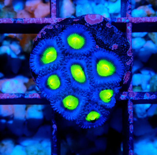 AOI Zoanthid WYSIWYG