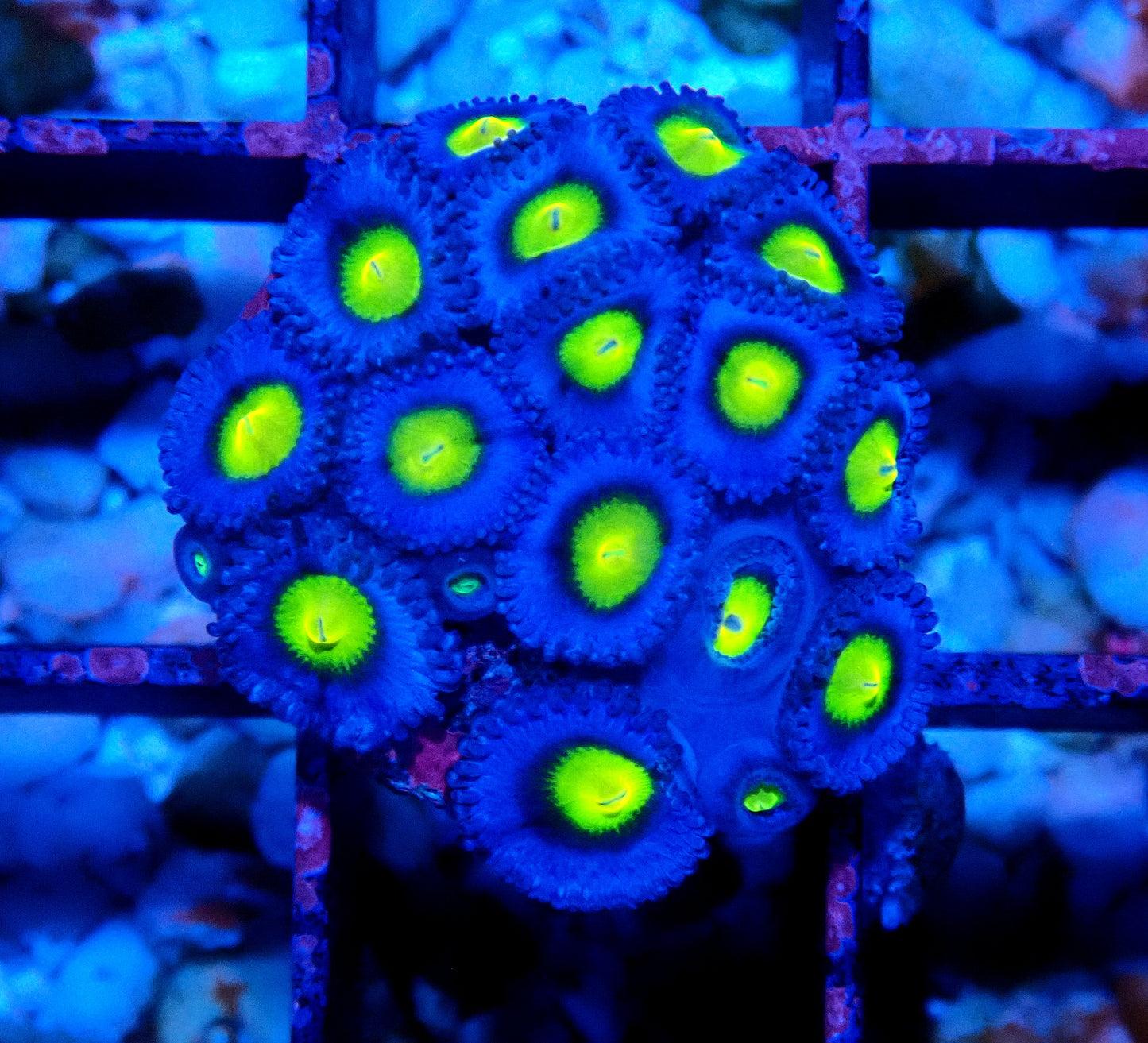 AOI Zoanthid WYSIWYG