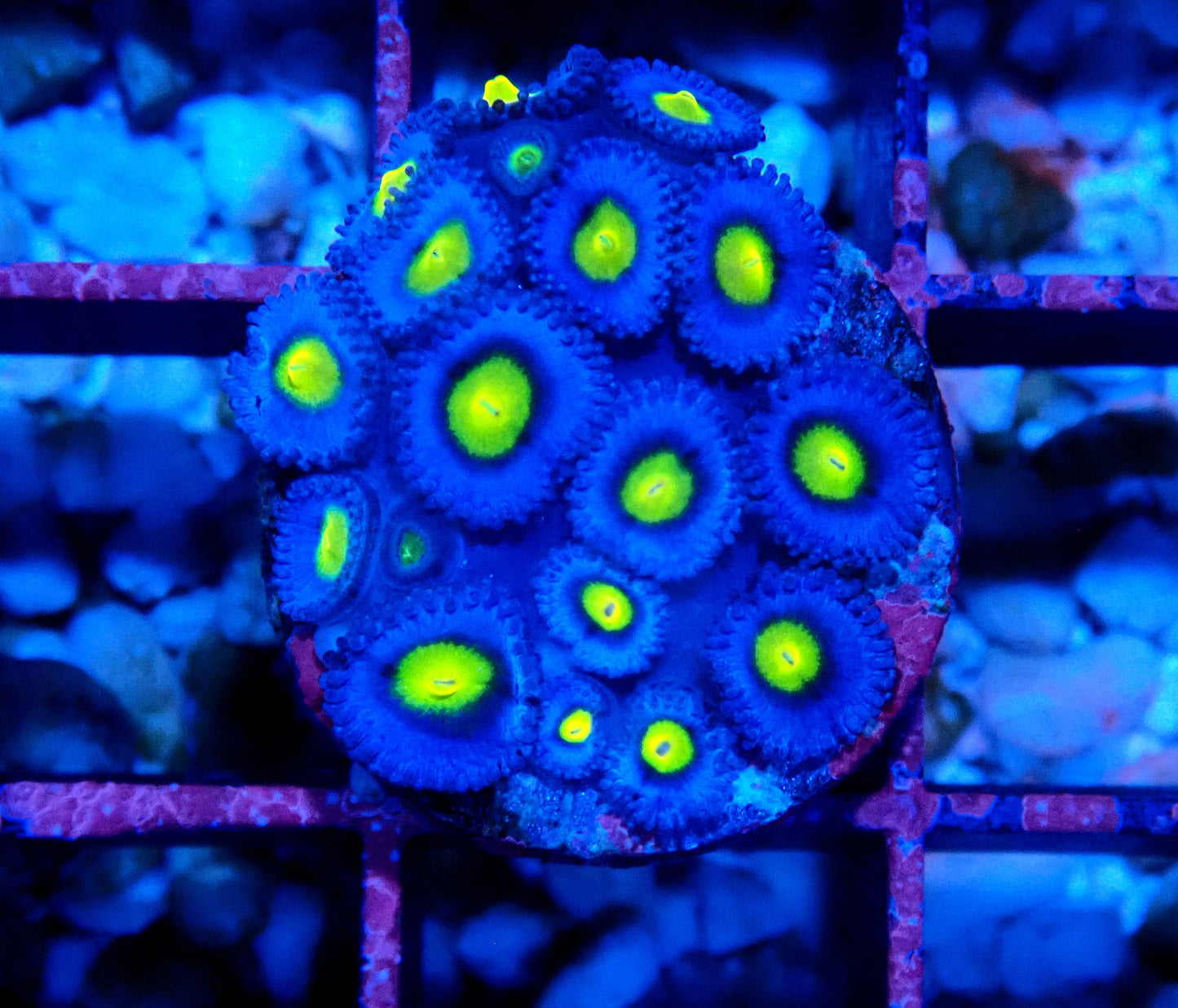 AOI Zoanthid WYSIWYG