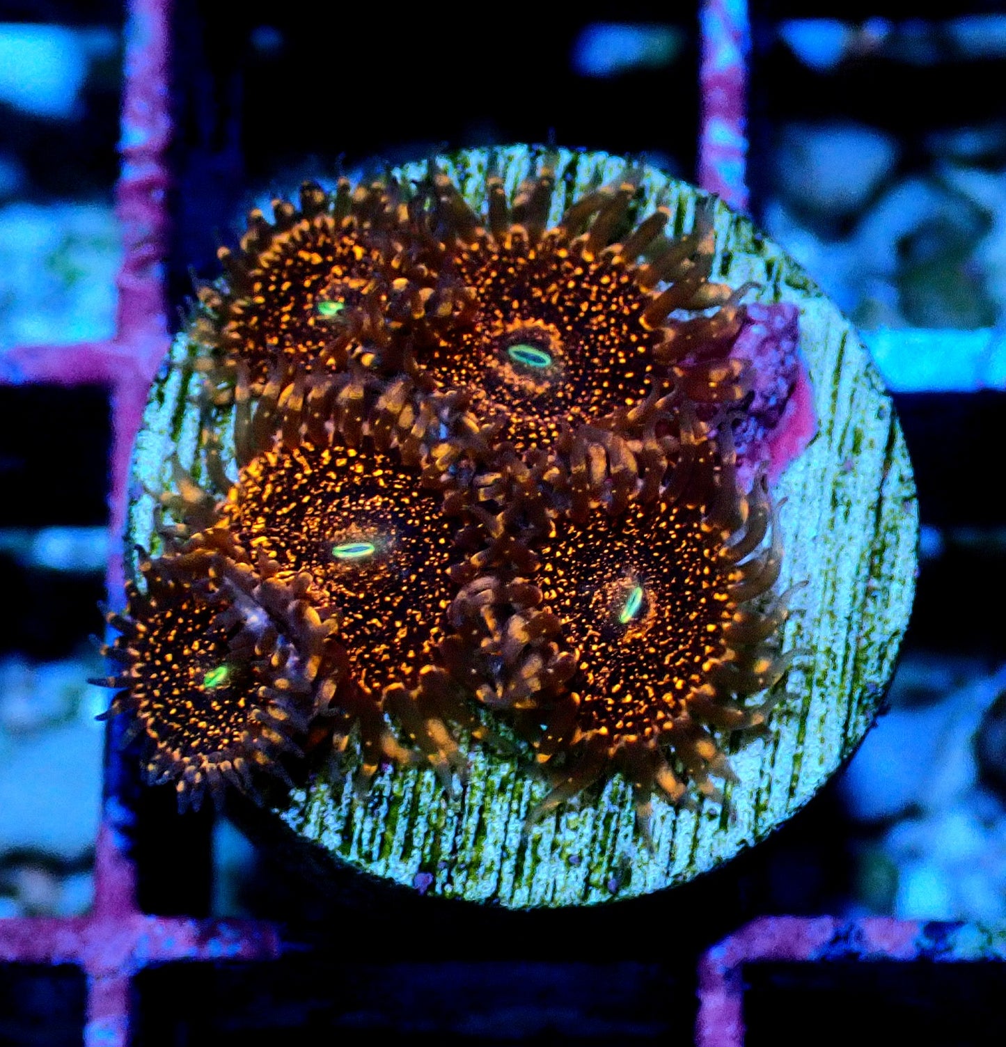 Darth Maul Zoanthid WYSIWYG