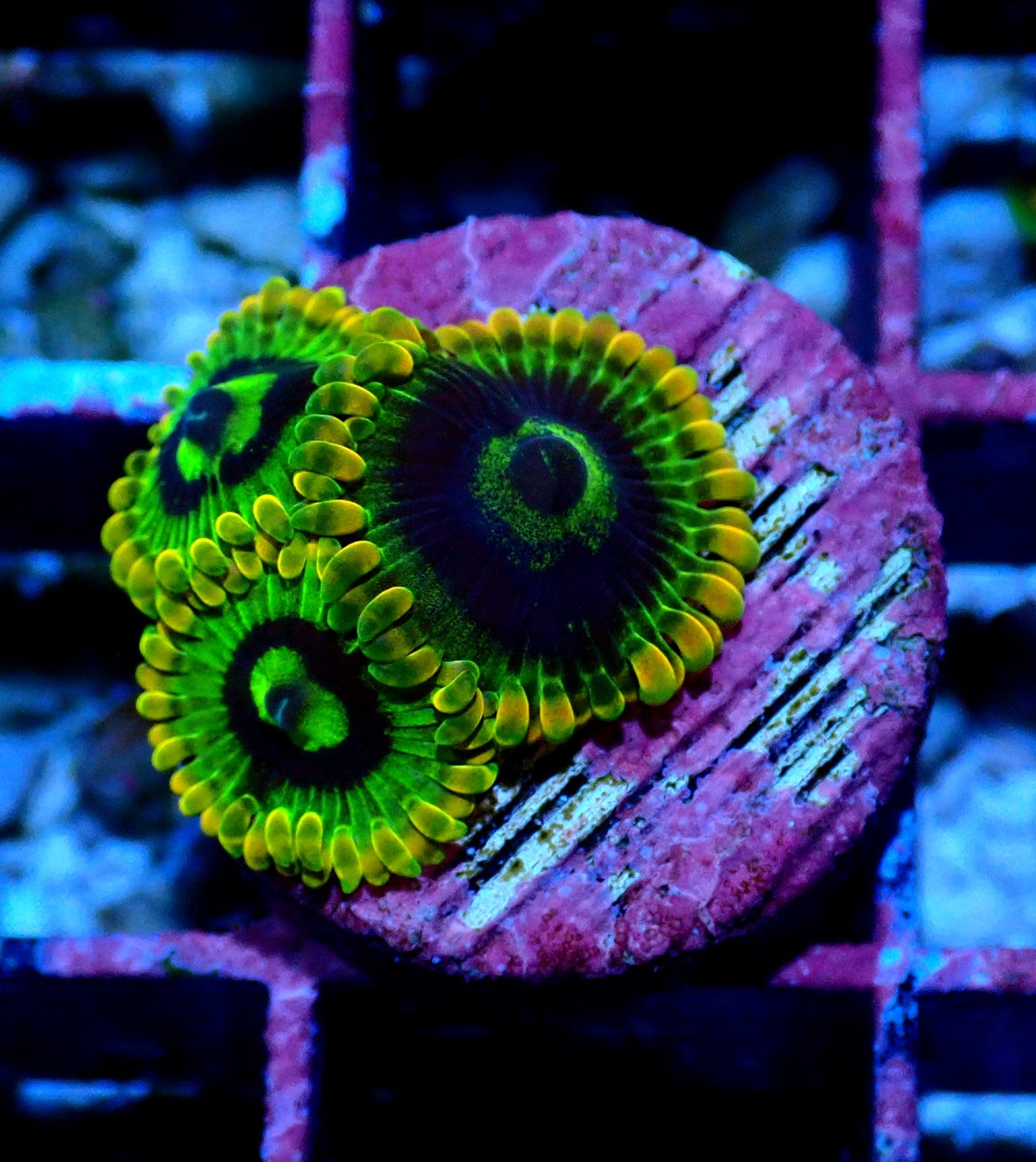 Rainbow Yoda Zoanthid WYSIWYG