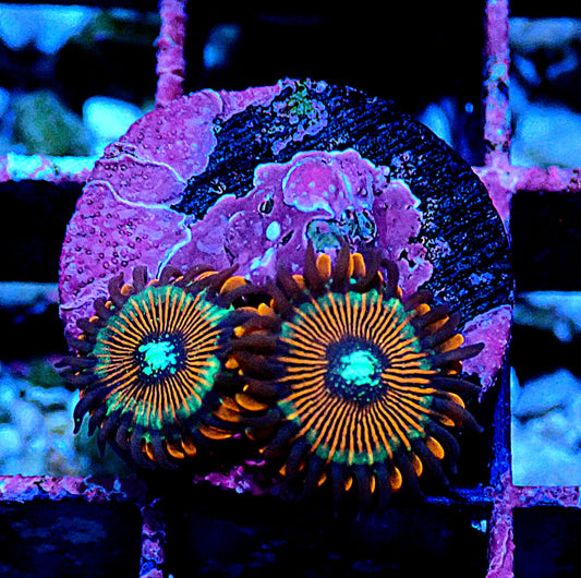 Magician Zoanthid WYSIWYG