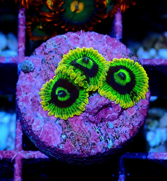 Rainbow Yoda Zoanthid WYSIWYG