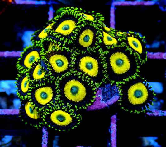 Scrambled Eggs Zoanthid WYSIWYG