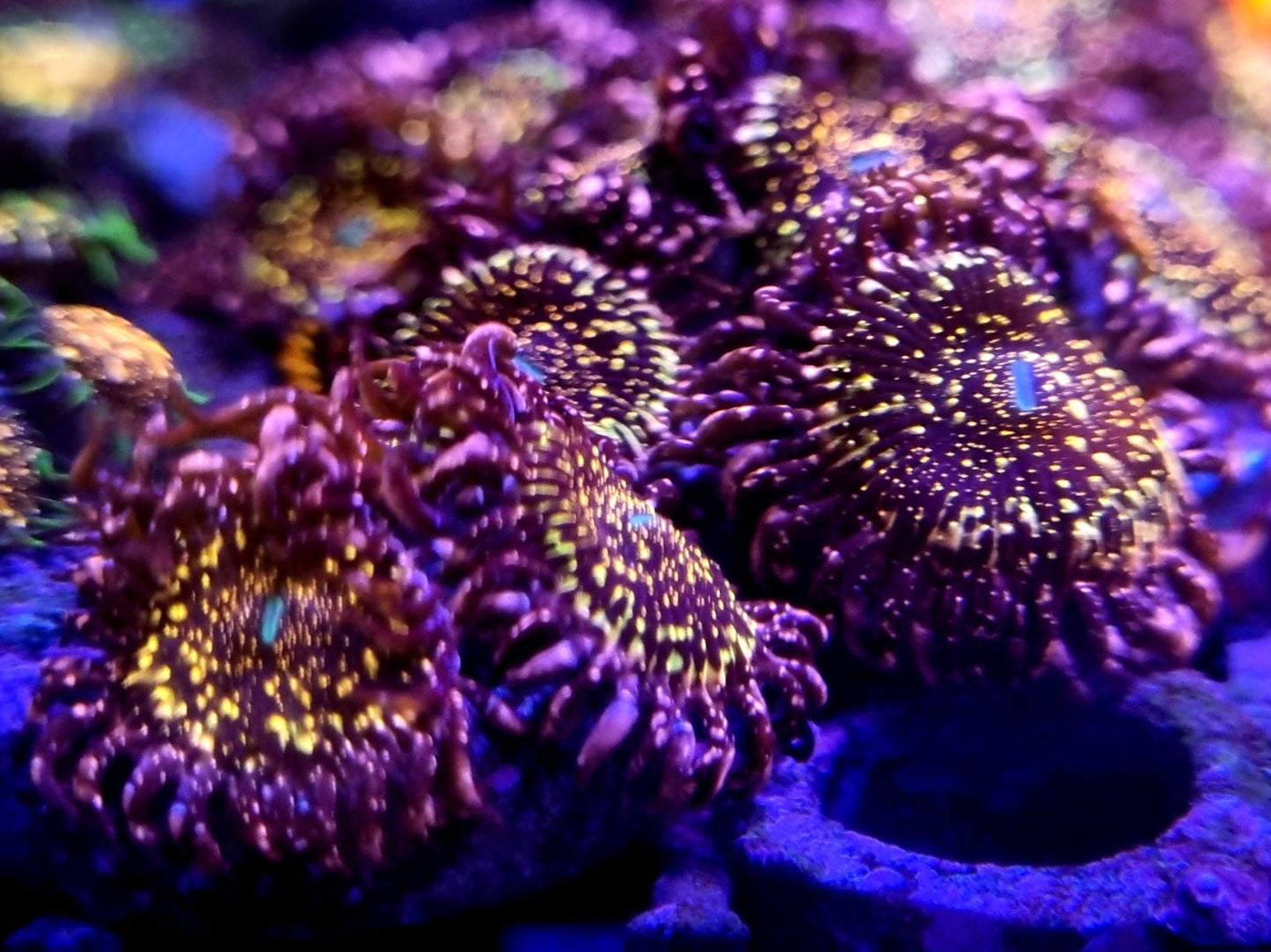 Black Galaxy Zoanthid - 1 Polyp