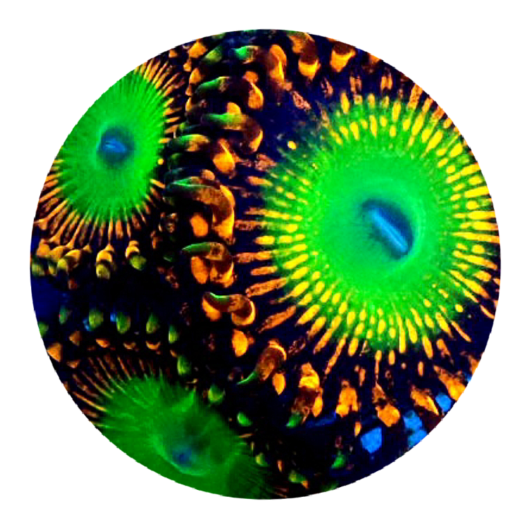 Shazam Zoanthid - 1 Polyp