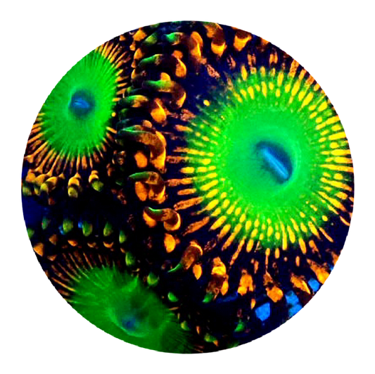 Shazam Zoanthid - 1 Polyp