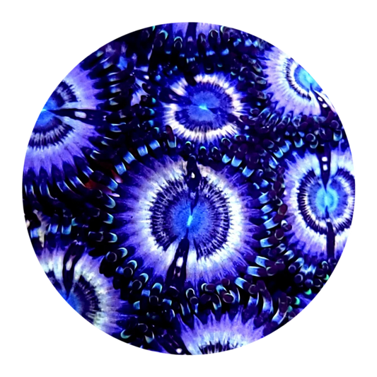 Petroglyph Zoanthid (1 Polyp)