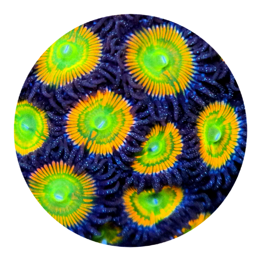 Sunny D Zoanthid - 5 polyps