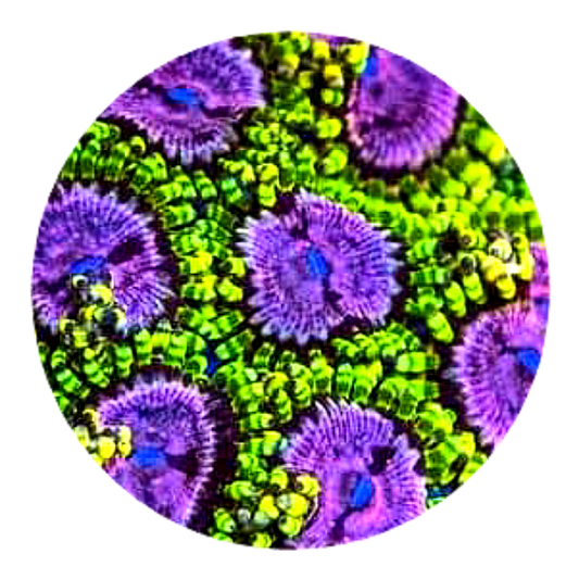 Purple Monster Zoanthid - 1 Polyp