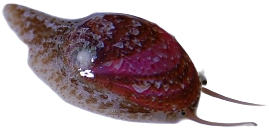 Stomatella Snails (5 Pack)