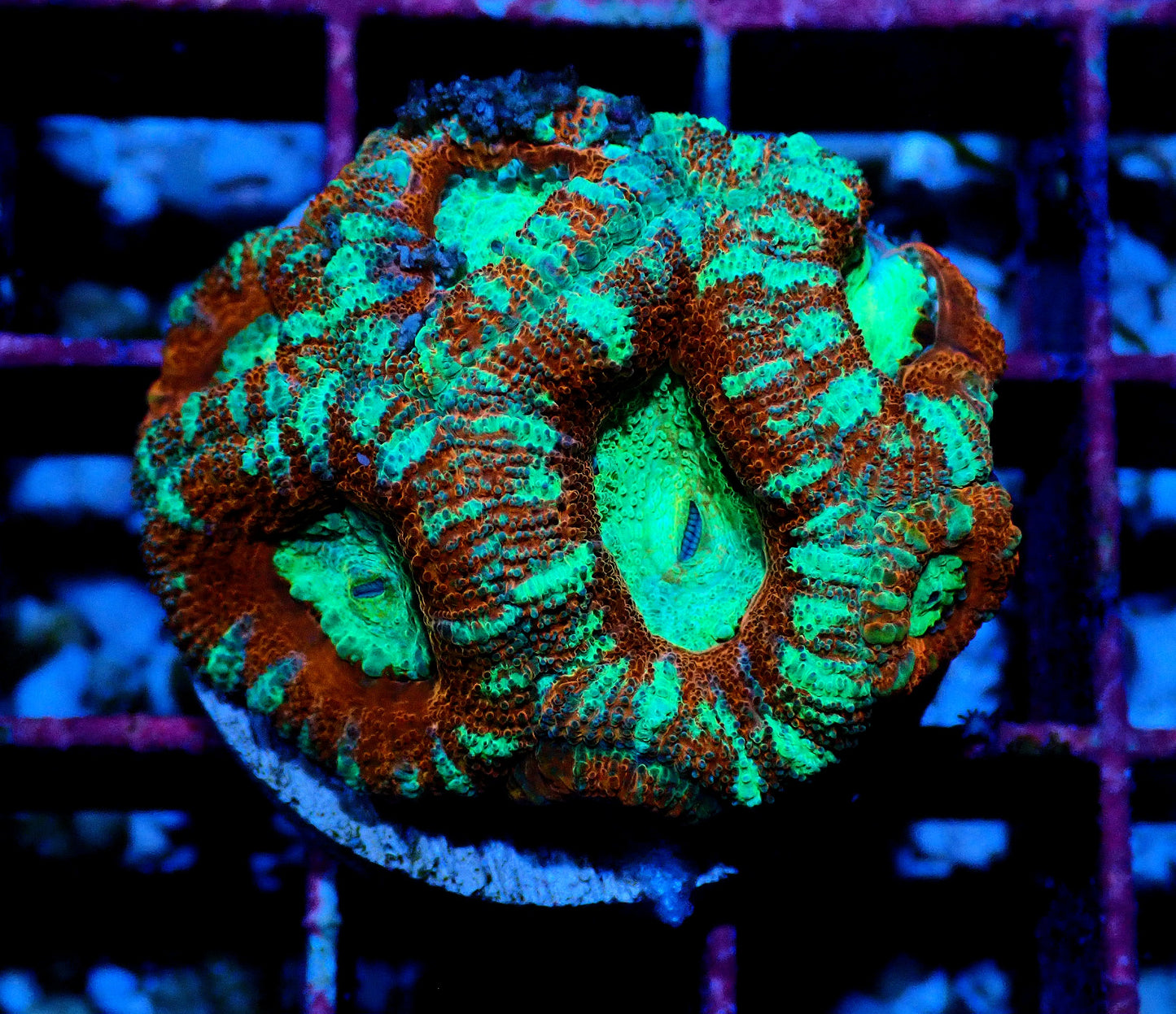 Acan (Micromussa) WYSIWYG