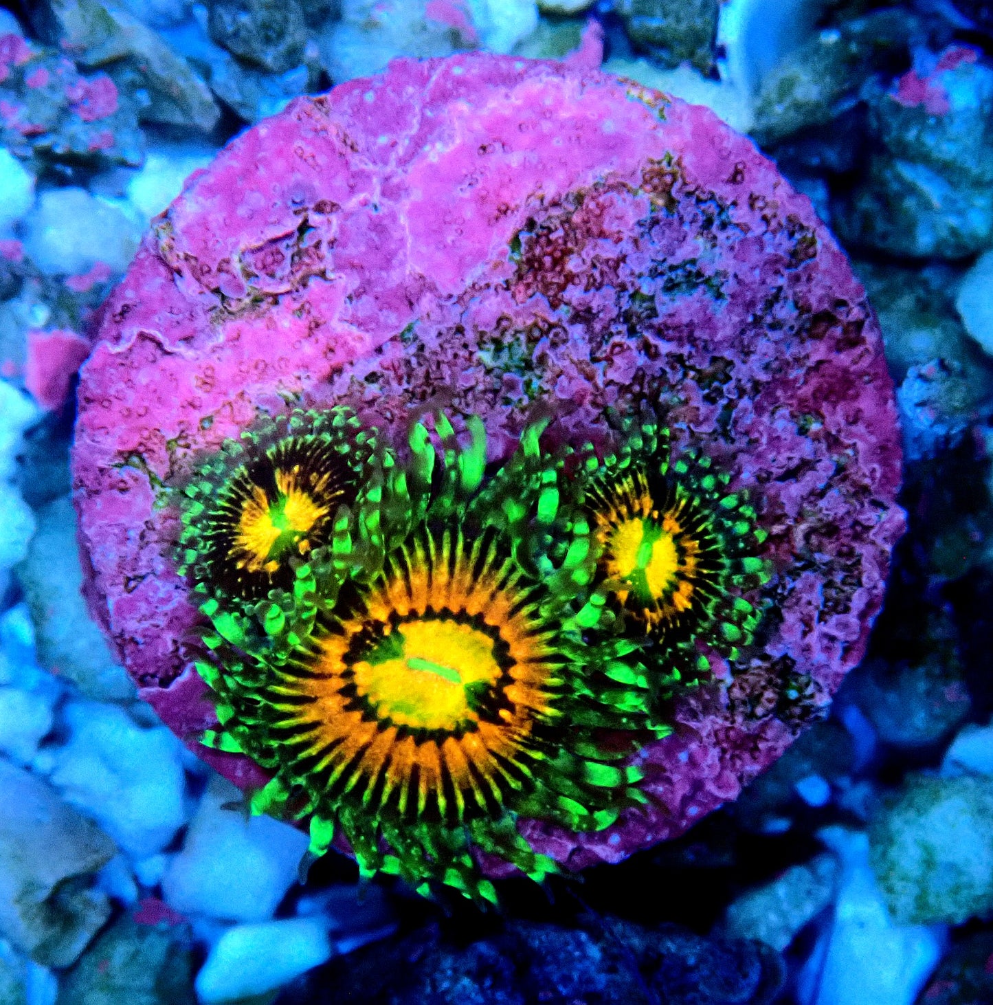 Rainbow Incinerator Zoanthid WYSIWYG