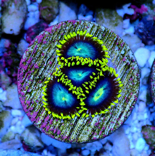 Chameleon Zoanthid WYSIWYG