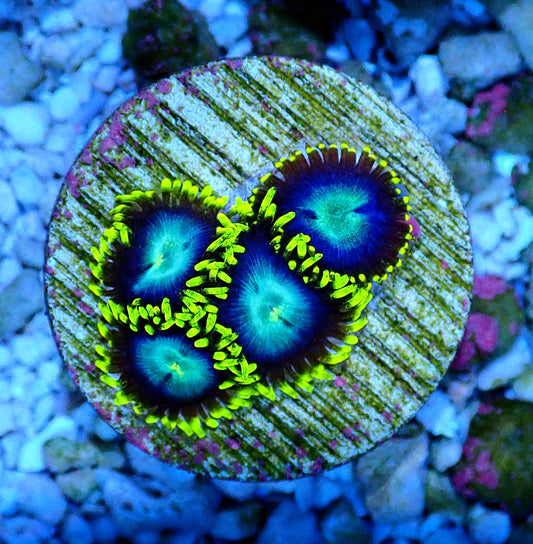 Chameleon Zoanthid WYSIWYG