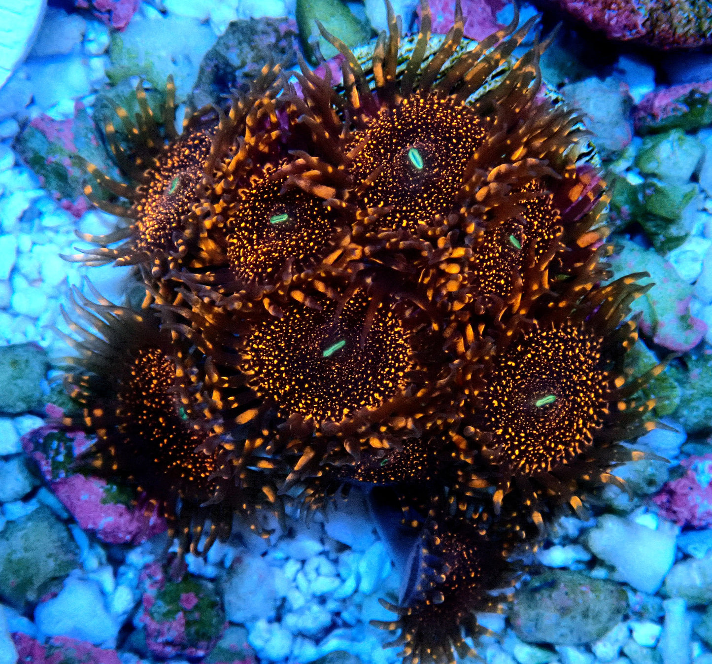 Darth Maul Zoanthid WYSIWYG