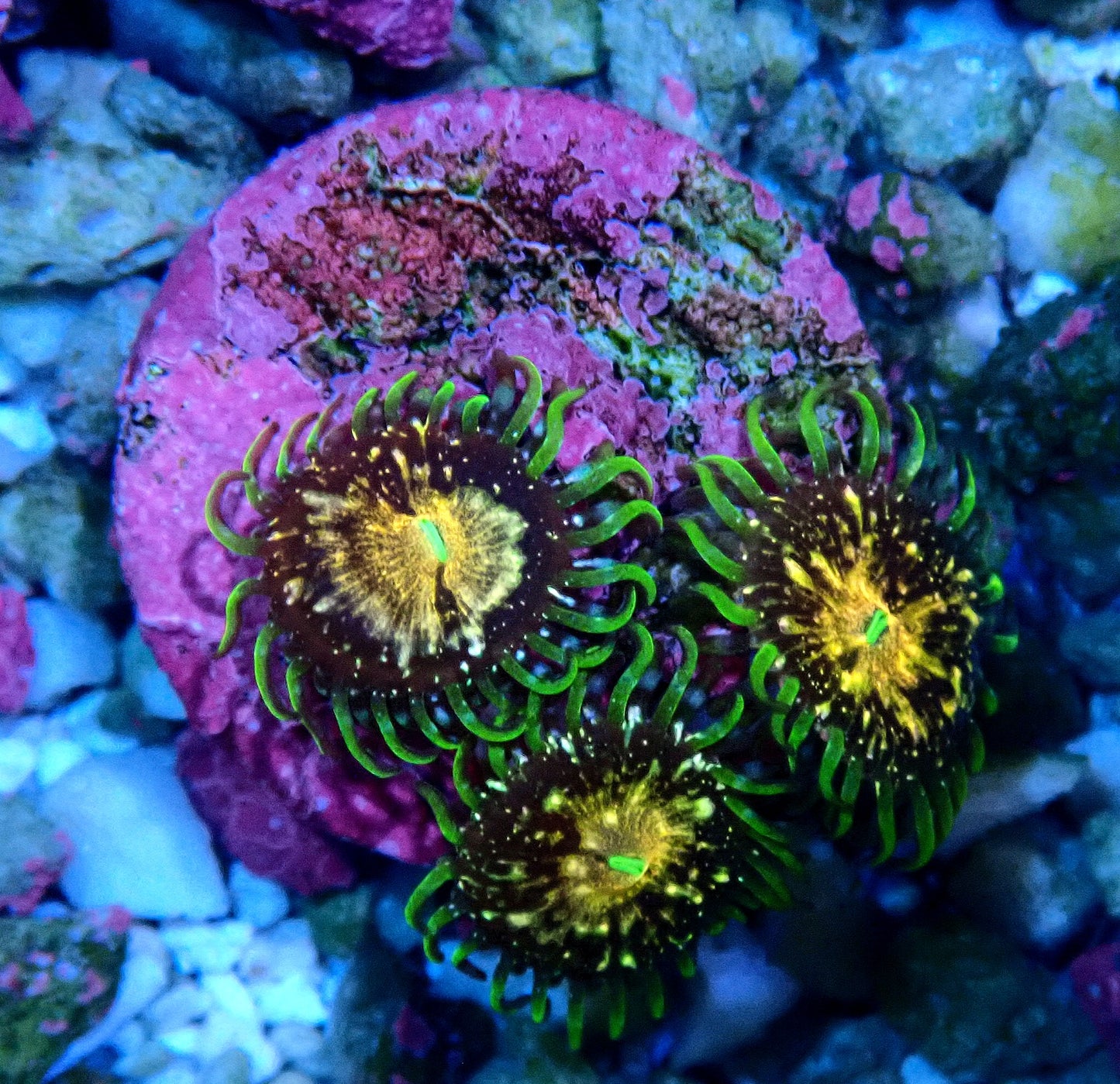 Texas Grim Reaper Zoanthid WYSIWYG