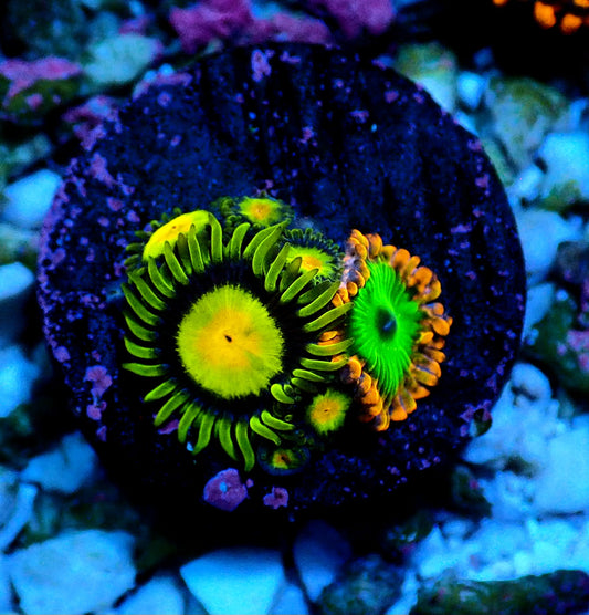 Tutti Fruiti / Electric Oompa Loompa Zoanthid WYSIWYG