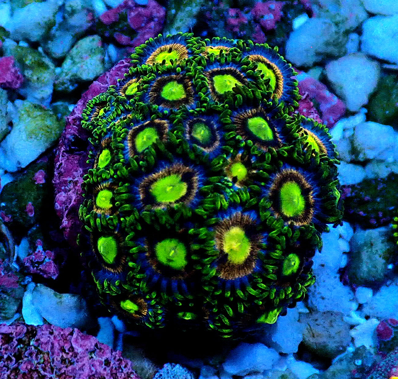 Crayola Zoanthid WYSIWYG