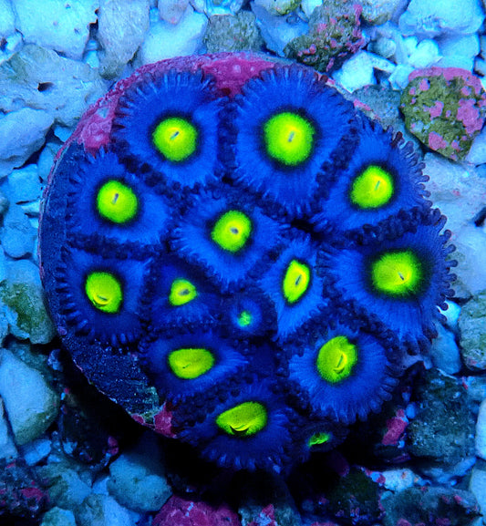 AOI Zoanthid WYSIWYG