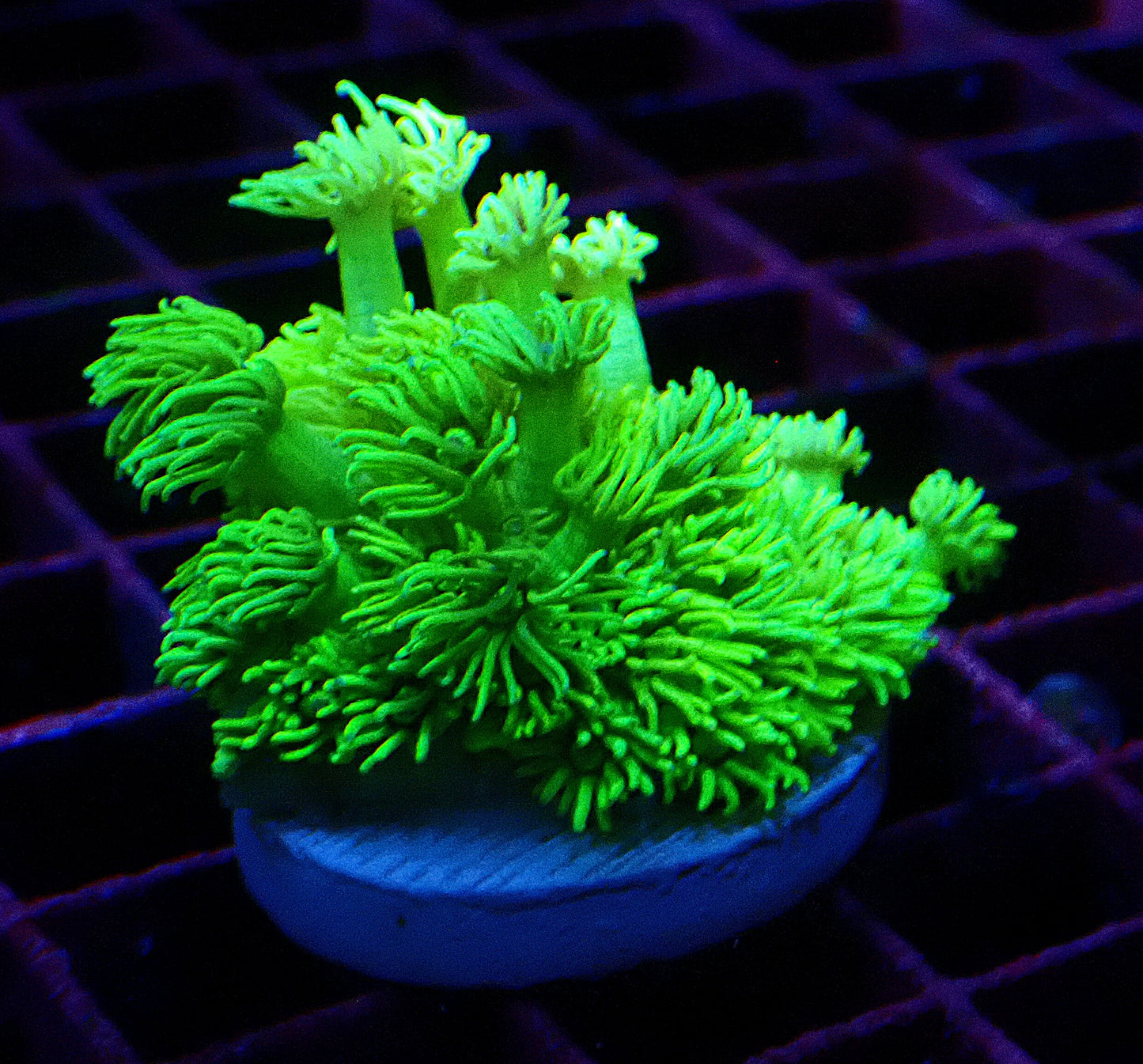 Highlighter Goniopora