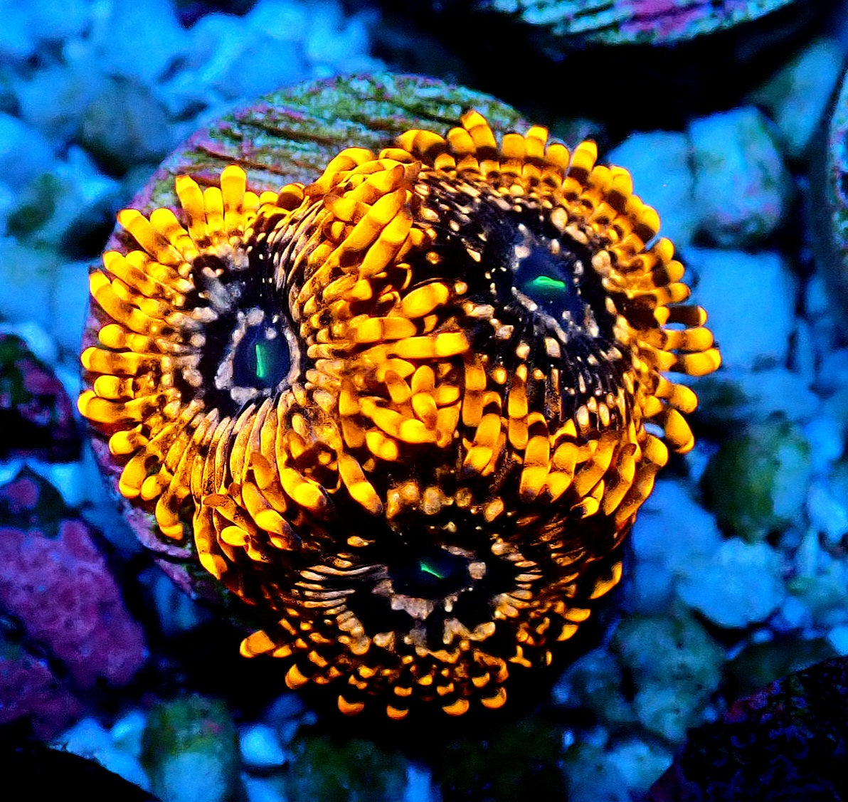 Utter Chaos Zoanthid WYSIWYG