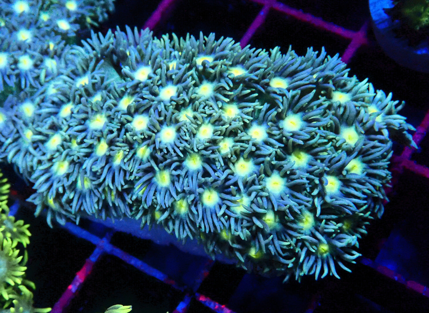 Mystery Zoanthid Pack + FREE GONIOPORA