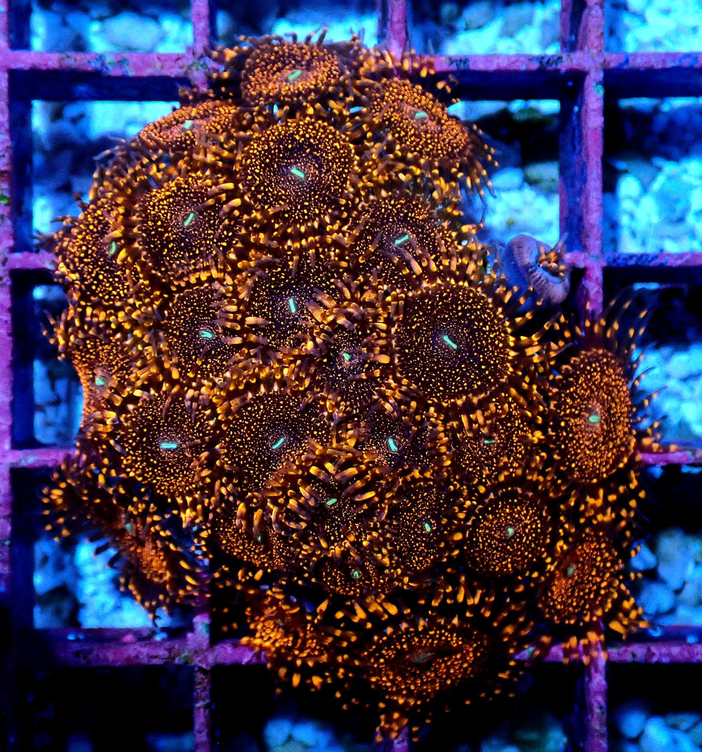 Darth Maul Zoanthid WYSIWYG