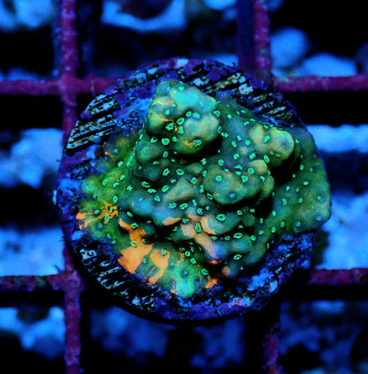 Encrusting Montipora