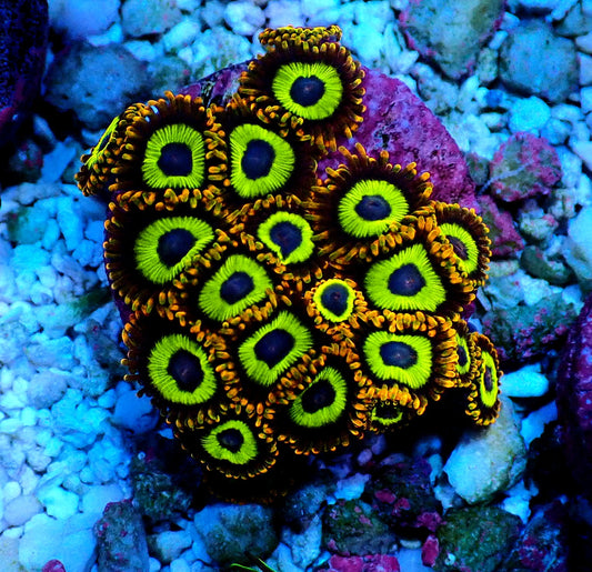 Fruit Loops Zoanthid WYSIWYG