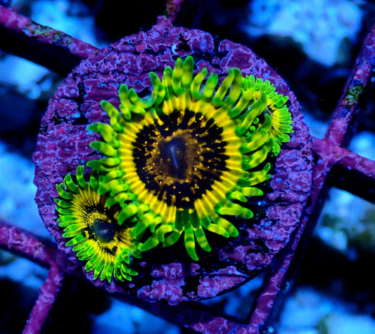 Adonis Zoanthid WYSIWYG