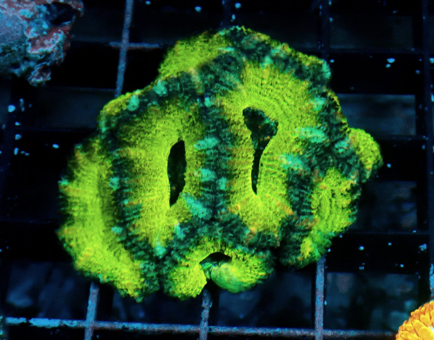 Yellow Acan (Micromussa) WYSIWYG