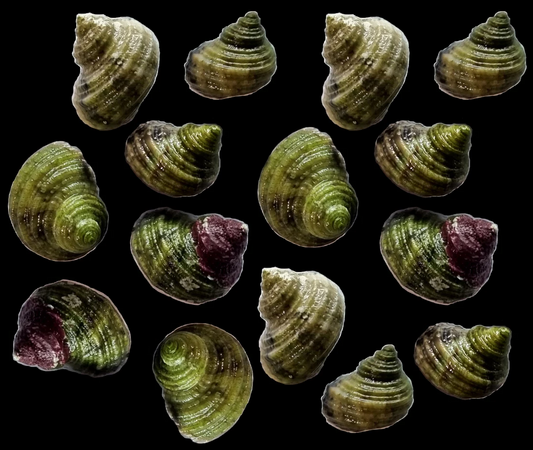 Turbo Snails (15 Pack)