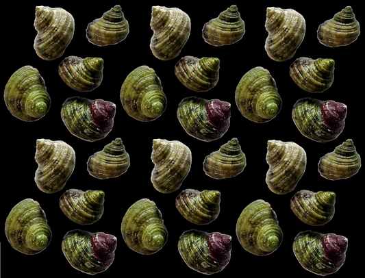 Turbo Snails (30 Pack)
