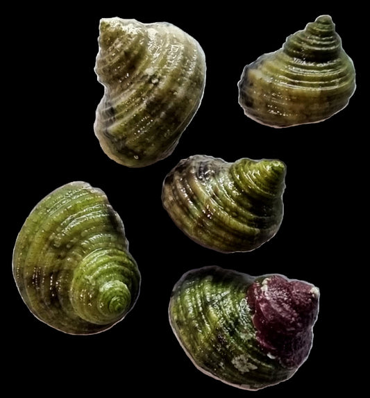Turbo Snails (5 Pack)